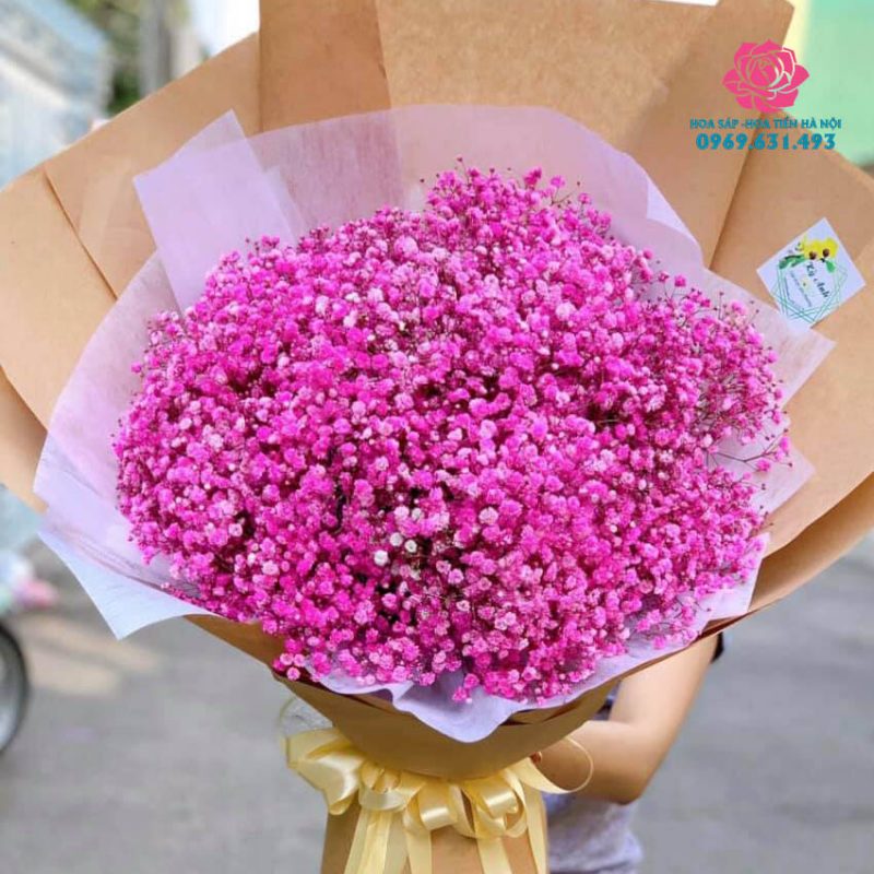 hoa-baby-hong-1-800x800-1 hoa baby màu hồng