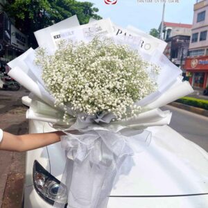 Hoa baby trắng (Baby Love)